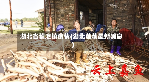 湖北省藕池镇疫情(湖北莲藕最新消息)-第2张图片